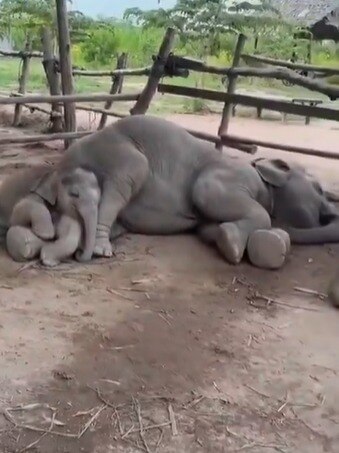 a baby elephant rests on its mothers lap 262127822 3x4 1